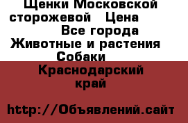 Щенки Московской сторожевой › Цена ­ 35 000 - Все города Животные и растения » Собаки   . Краснодарский край